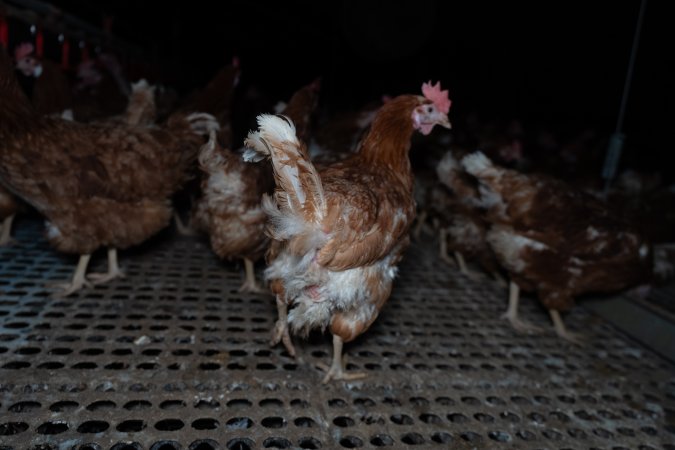 Free-range eggs investigation 2025