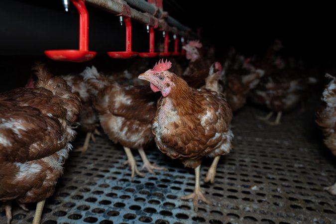 Hen with missing feathers from neck