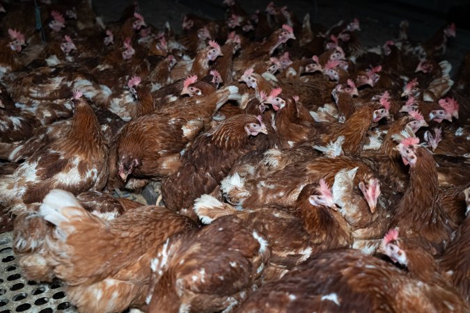Hens in free-range shed