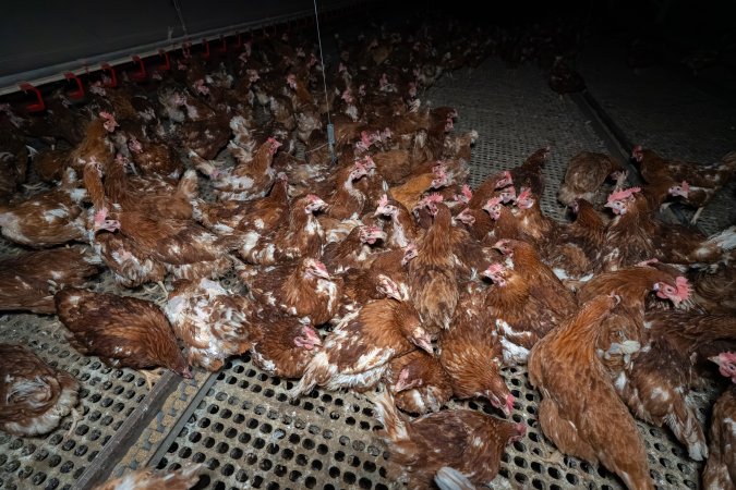Hens in free-range shed.
