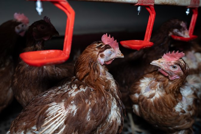Hen with injured eye