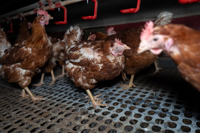 Hen with injured eye