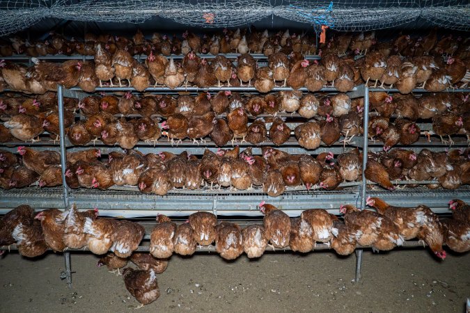 Hens in free-range shed