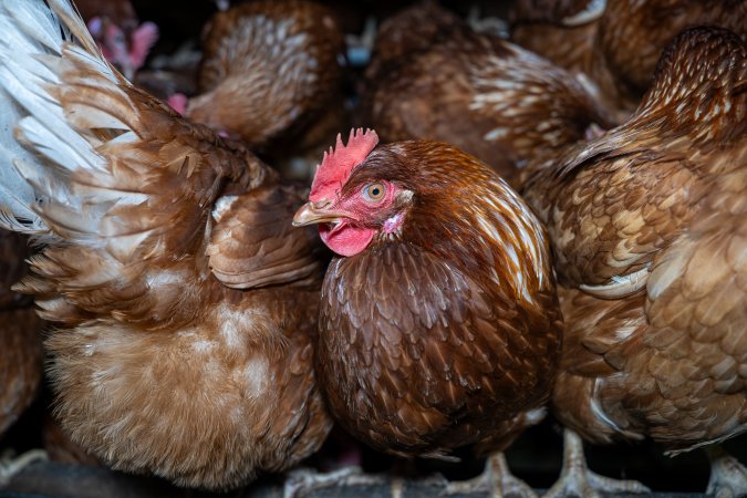 Free-Range Eggs Investigation 2025