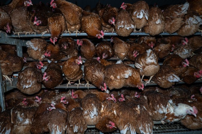 Hens crowded in free-range shed.