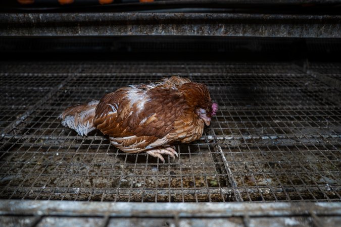 Hen left behind after free-range shed depopulation