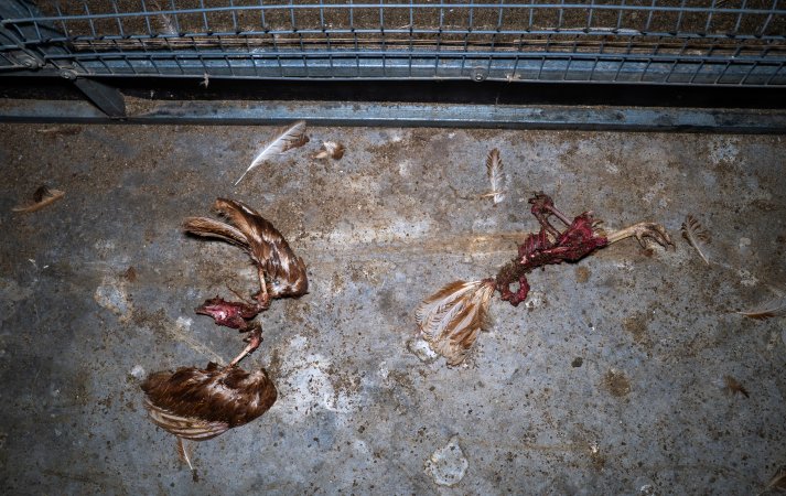 Dismembered hens on shed floor