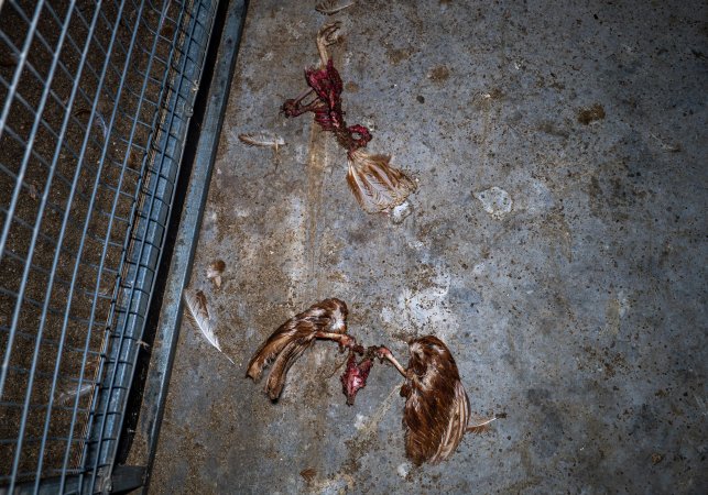 Dismembered hens on shed floor