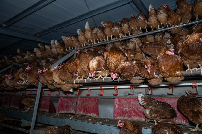 Hens in free-range shed