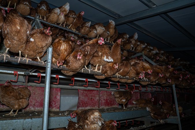 Hens in free-range shed