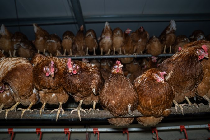 Hens in free-range shed