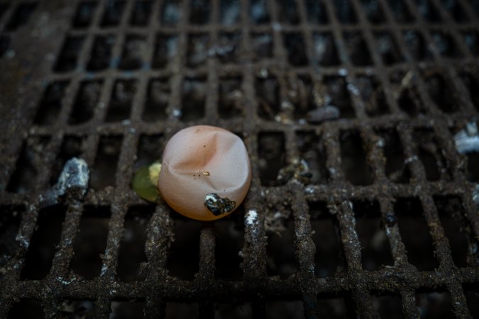 'Jellied' egg in free-range shed