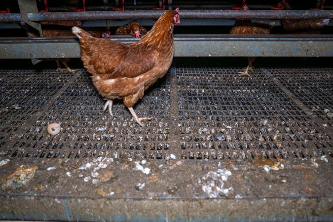 Filthy grating in shed