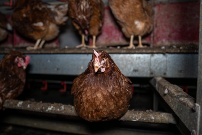 Free-Range Eggs Investigation 2025