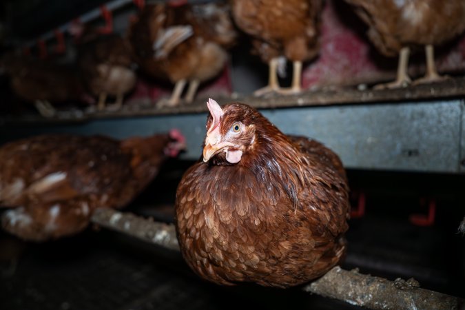 Free-Range Eggs Investigation 2025