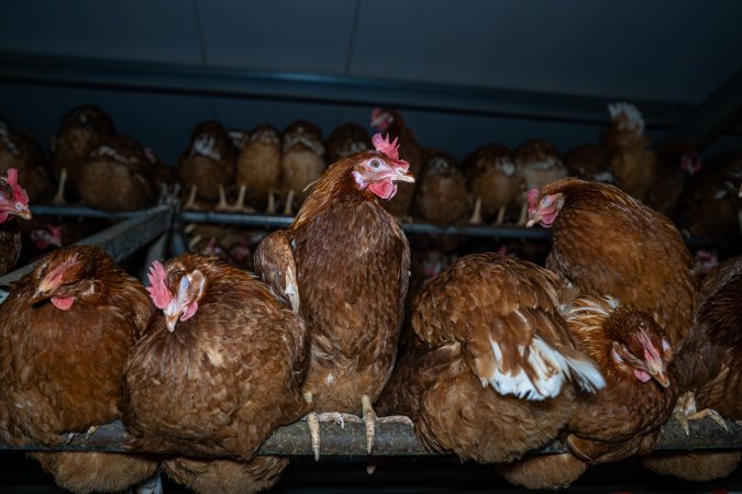 Free-Range Eggs Investigation 2025