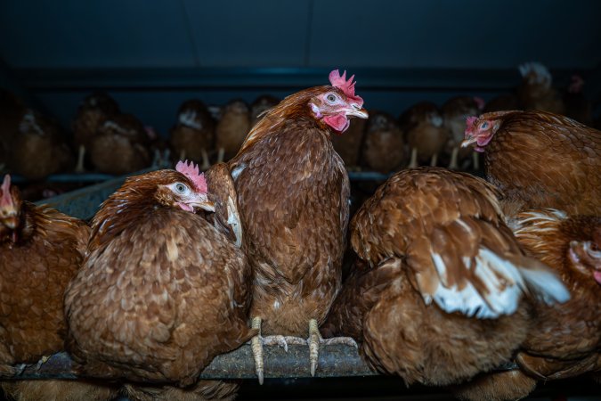 Free-Range Eggs Investigation 2025