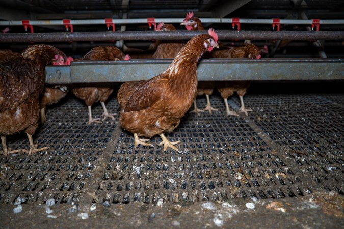 Free-Range Eggs Investigation 2025