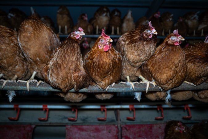 Free-Range Eggs Investigation 2025