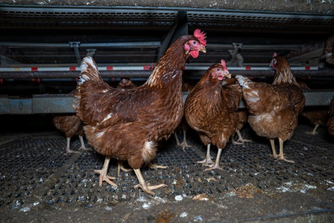 Free-Range Eggs Investigation 2025