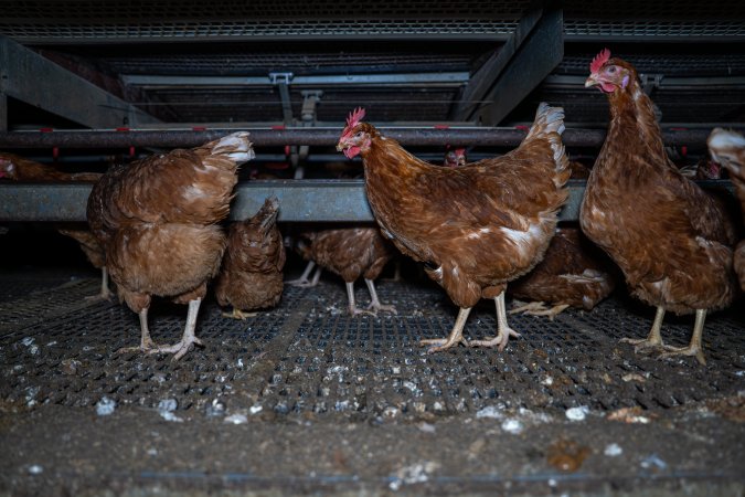 Free-Range Eggs Investigation 2025