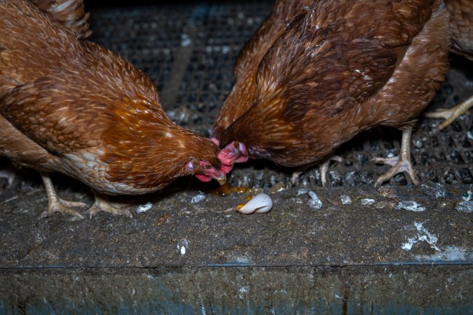 Hens pecking at soft egg