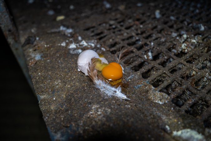 Broken egg in shed