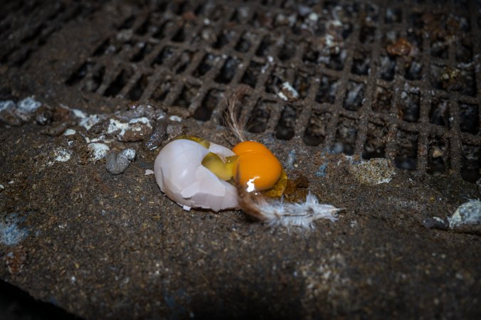 Broken egg in shed