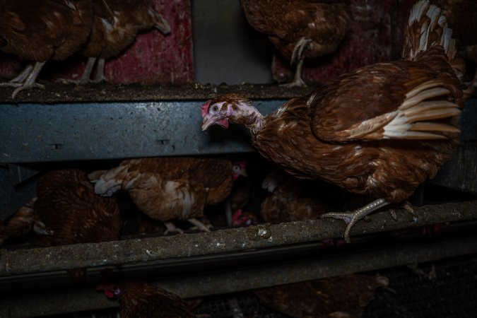 Hen with missing feathers