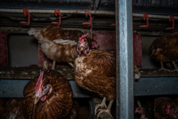 Free-Range Eggs Investigation 2025