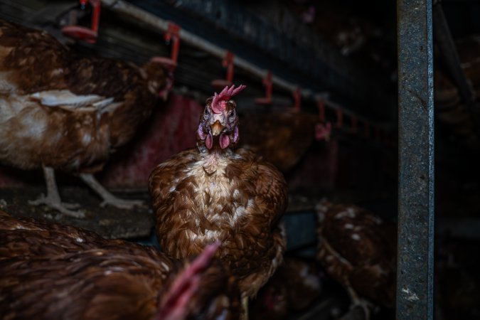 Hen with ruffled feathers