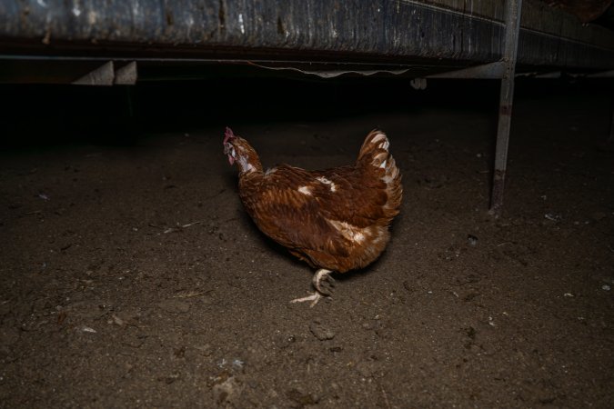 Free-Range Eggs Investigation 2025