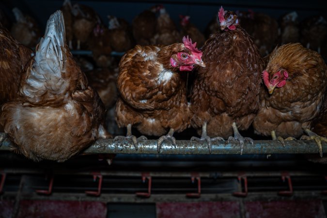 Free-Range Eggs Investigation 2025