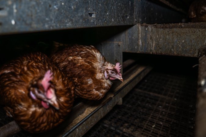 Hen with missing feathers