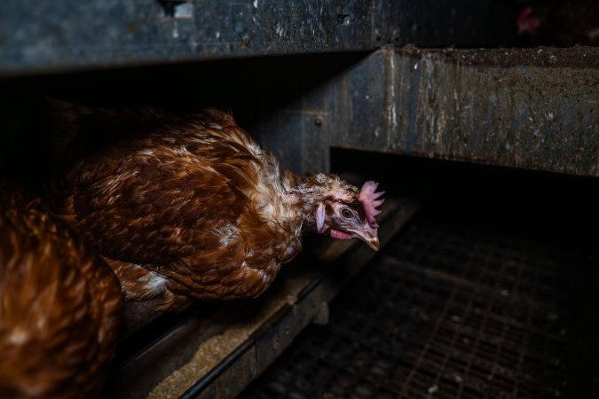 Hen with missing feathers