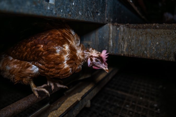 Hen with missing feathers