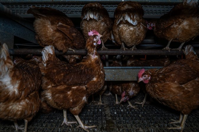 Free-Range Eggs Investigation 2025