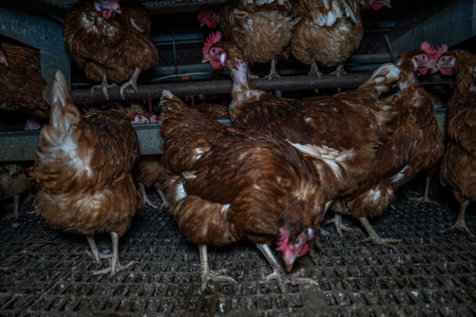 Free-Range Eggs Investigation 2025