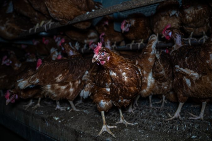 Free-Range Eggs Investigation 2025