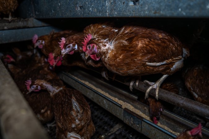 Free-Range Eggs Investigation 2025