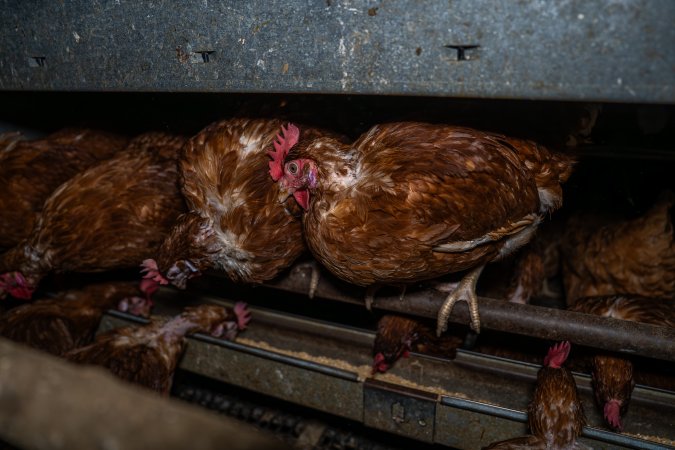 Free-Range Eggs Investigation 2025