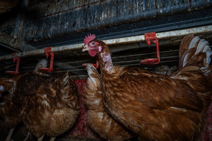 Hen with missing feathers on neck