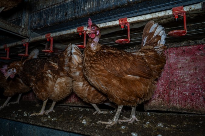 Free-Range Eggs Investigation 2025