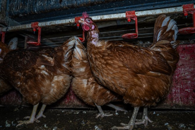 Hen with missing feathers on neck