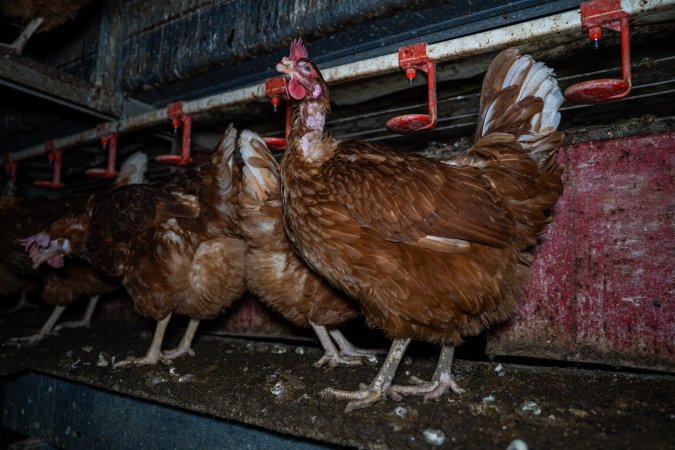 Hen with missing feathers on neck