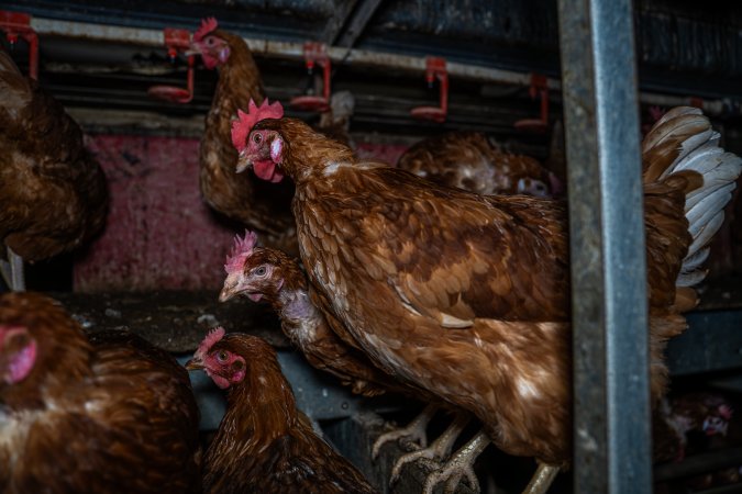 Free-Range Eggs Investigation 2025