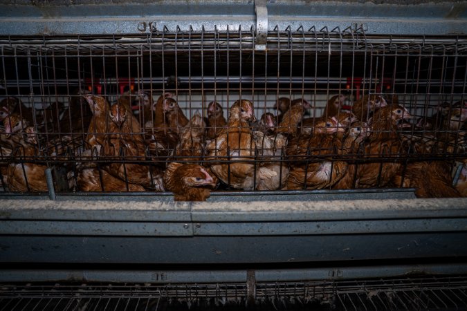 Young hens in battery cage