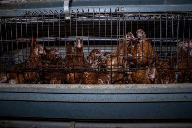Young hens in battery cage