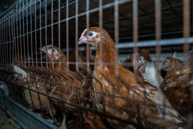 Young hens in battery cage