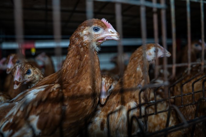 Young hens in battery cage
